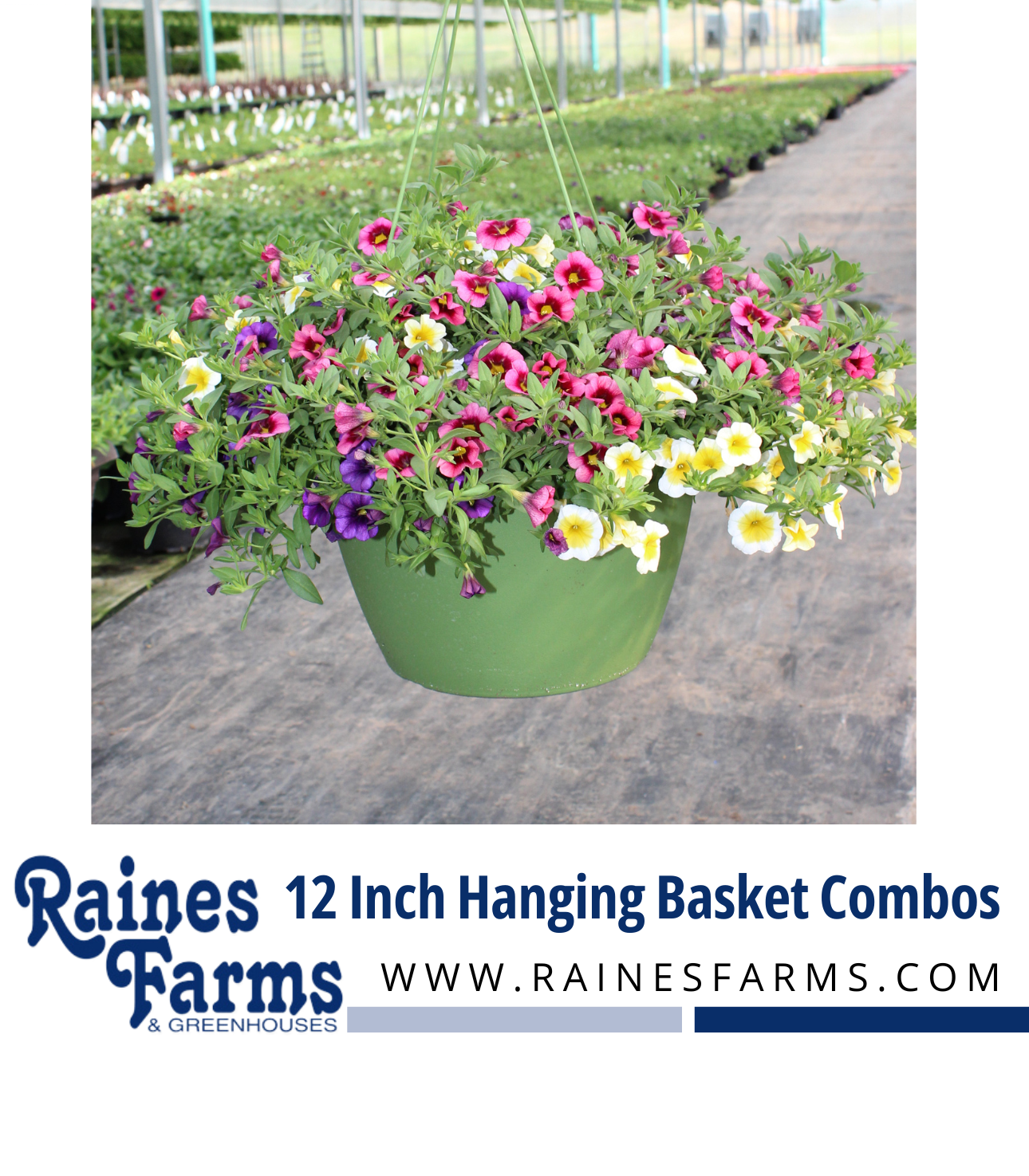 12 Inch Hanging Basket Combinations